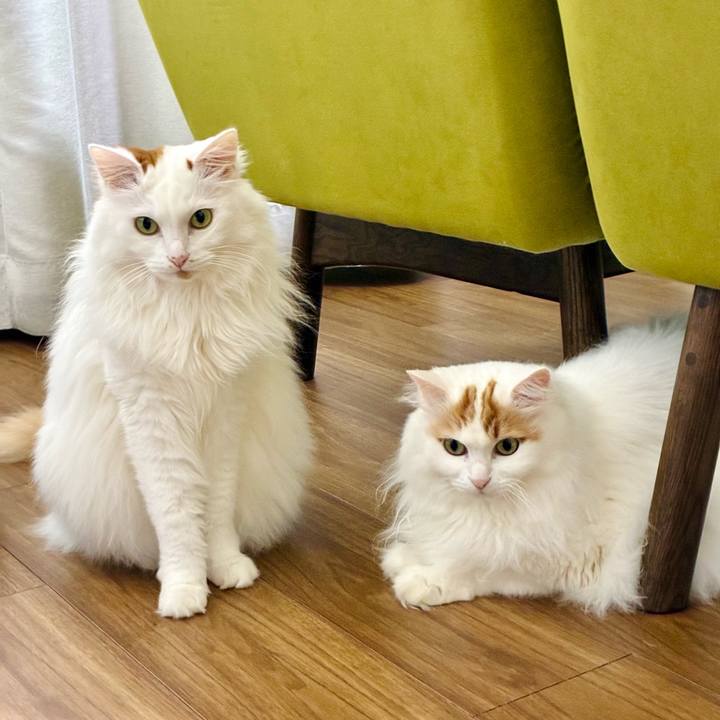 7320f528 6648 4c6c afe2 f4d1071b5e4e 1767154583646