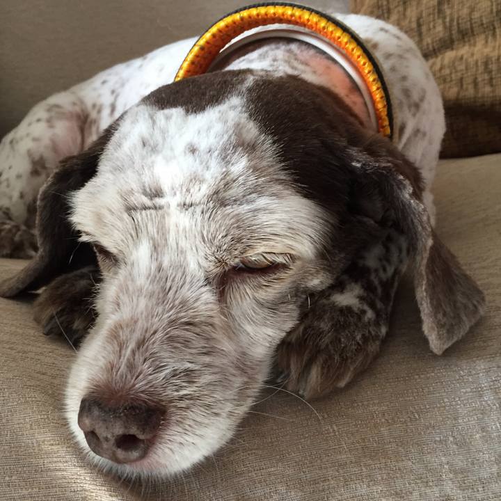 73255e58 2799 4146 a704 420e3bc2f0f2 1509374568550