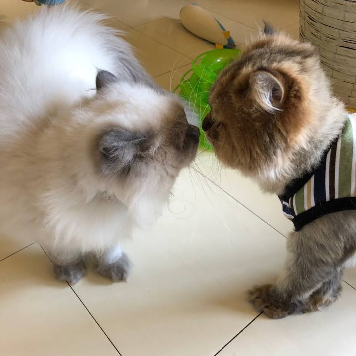 732654d1 222f 4171 a7e6 44413f6a5303 1525484058477