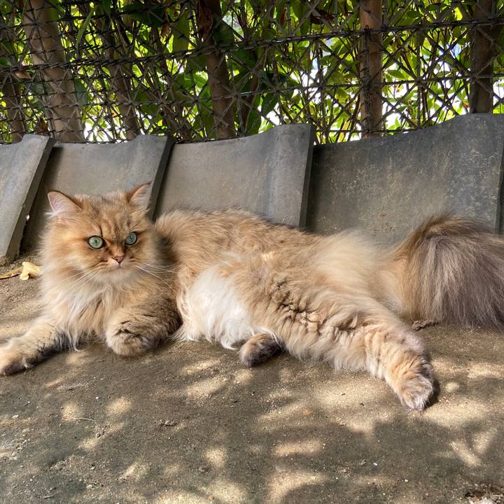 732a8b54 48b8 4e88 a0d6 c99247239f9b 1596696551286