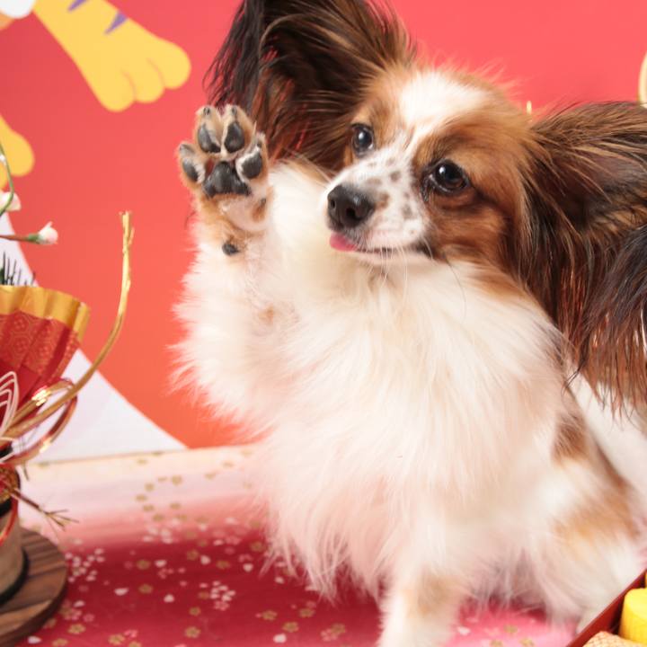 732c3b71 2251 498c aae2 abeccb923d10 1512388535116