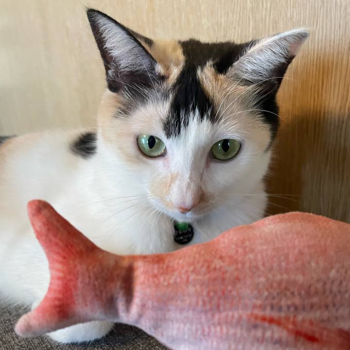 732d87e9 847a 443b bbd9 37868fef81a1 1725237117714