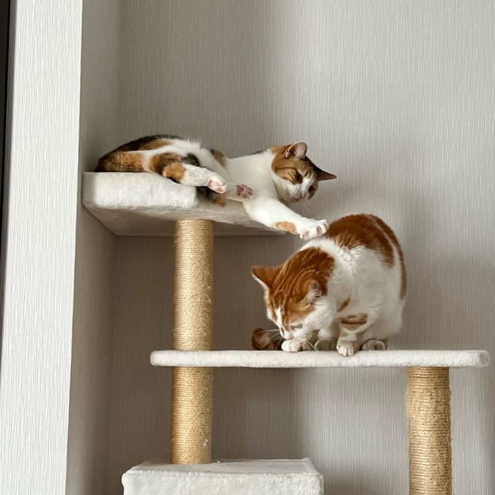 732da9e6 fb17 4624 bb58 5487e36a92b2 1756866610404