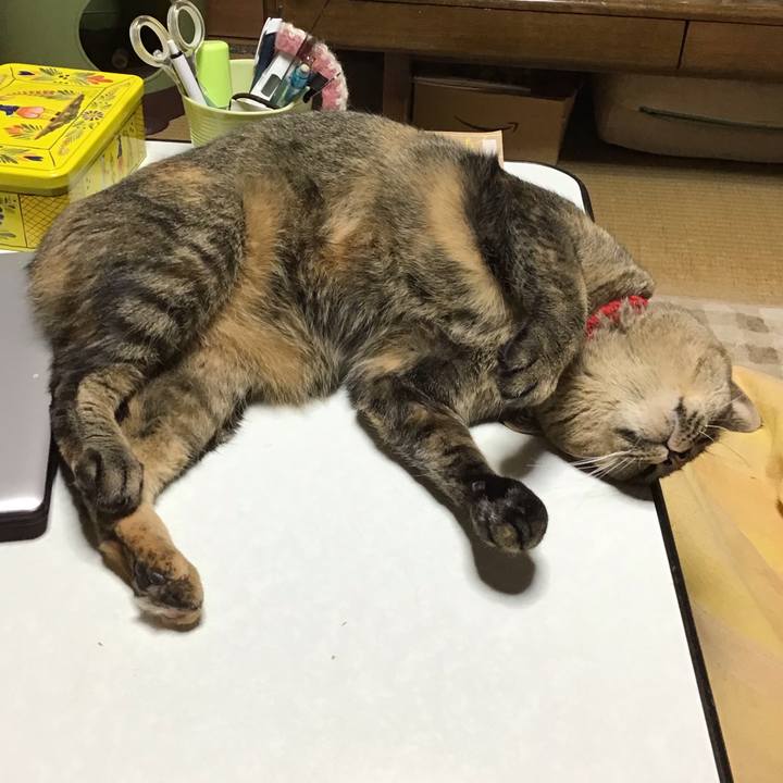 732dee2c 0e54 4728 9065 da653391fa41 1671016623293