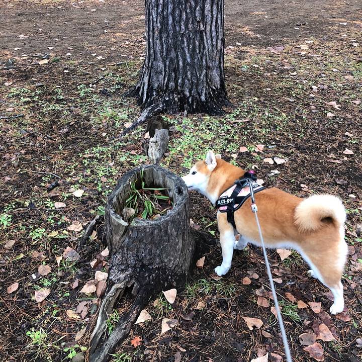 732f5b85 1ace 4c8c 80e9 f4926c2109a1 1576635560755