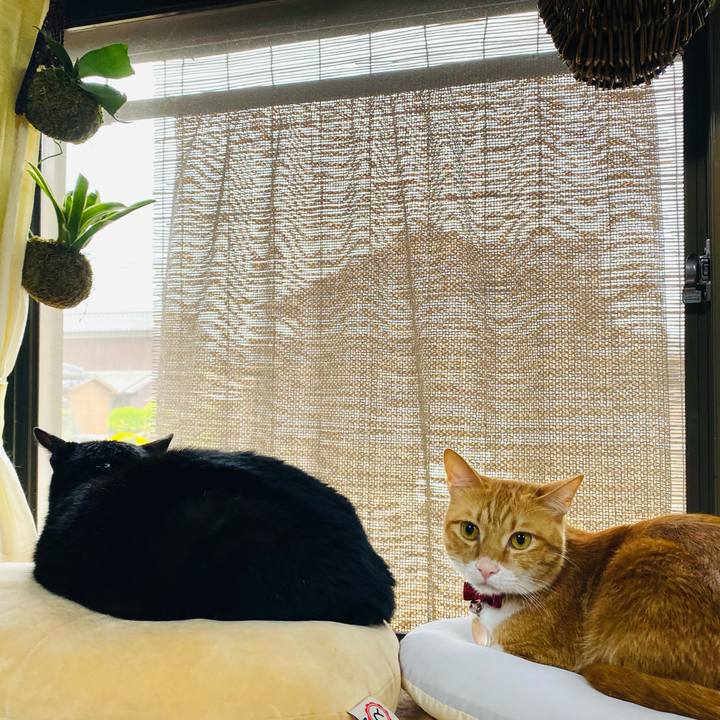 732f8274 dcc4 4802 8717 efd5cddc3a8e 1683941260496