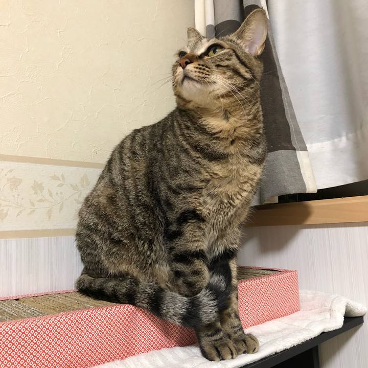 7330287c e2d3 4475 905a 32b6a133fa2d 1514536745074