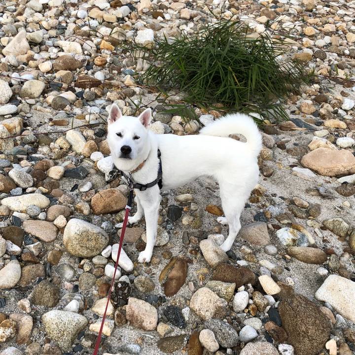 733379ea 851f 4166 90eb cefcda7350ac 1542882329126