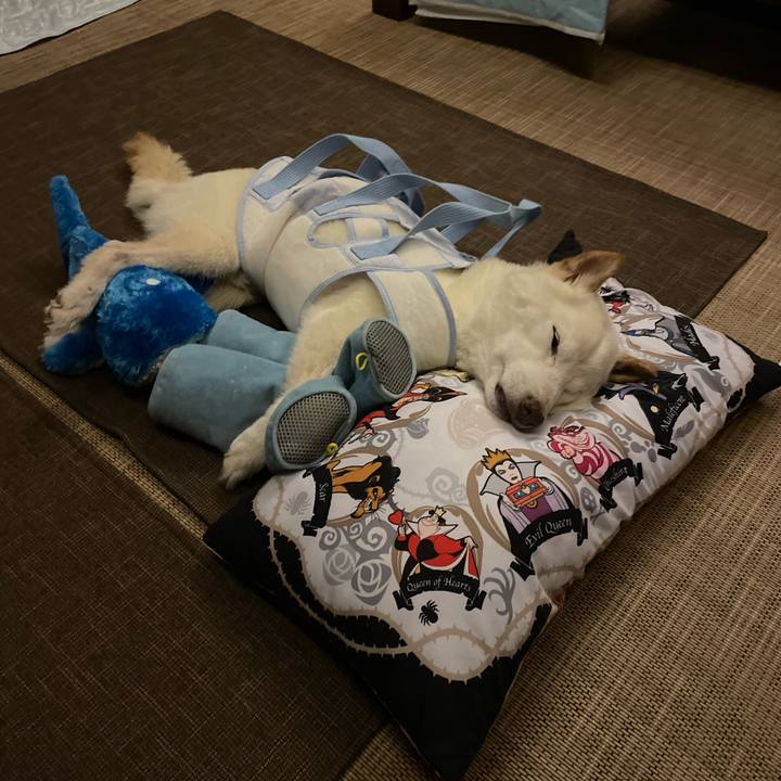 7335fd62 f81d 4c23 8a16 7a894deca270 1660750841001