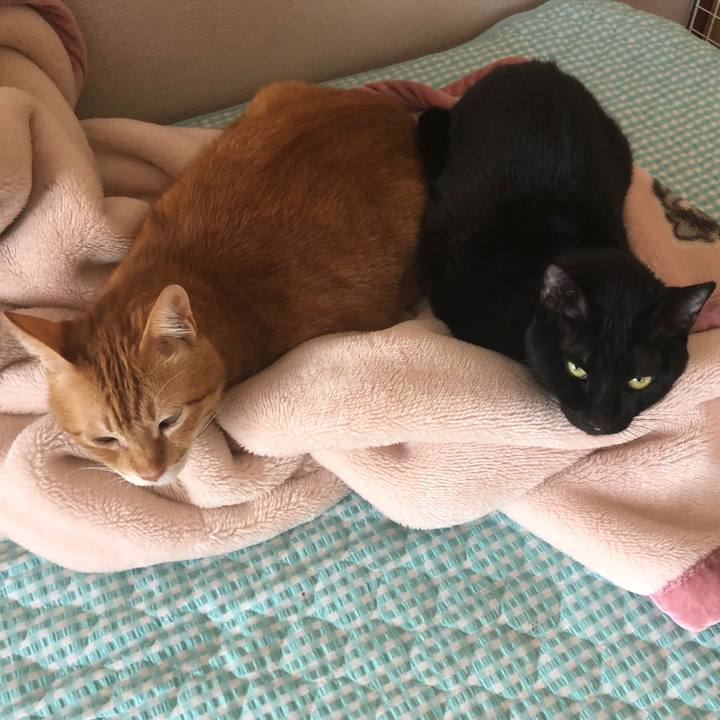 7336ed94 3e92 4215 8729 064e2b44f7ea 1662849048646