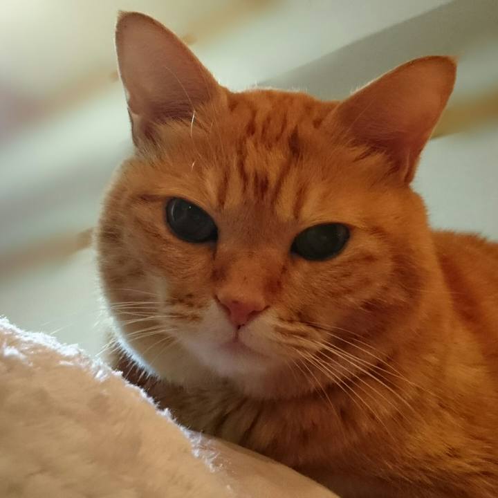 733a431d ca00 47fc 9498 7f6ba3094cd1 1509369720656