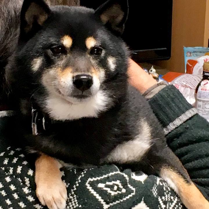 733b0f0f 0bcf 4e54 a836 647929ad6d9b 1545198160430