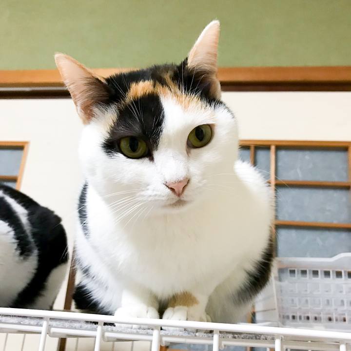 733ebdb4 c6b0 4f28 8db7 23ecd6f6e0d3 1513470854490