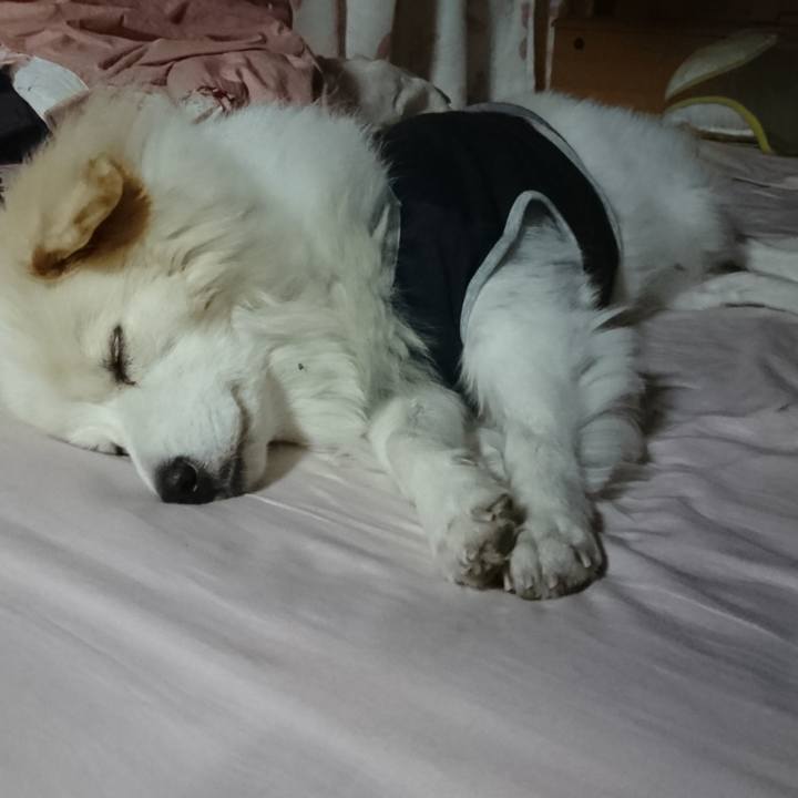 733ed4a4 4d59 45a6 8cf2 f6b1304109ef 1539953093828