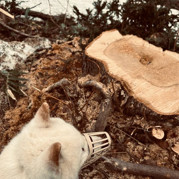 733ee050 8e3b 4686 a297 dc3e99be6d4b 1775084096084