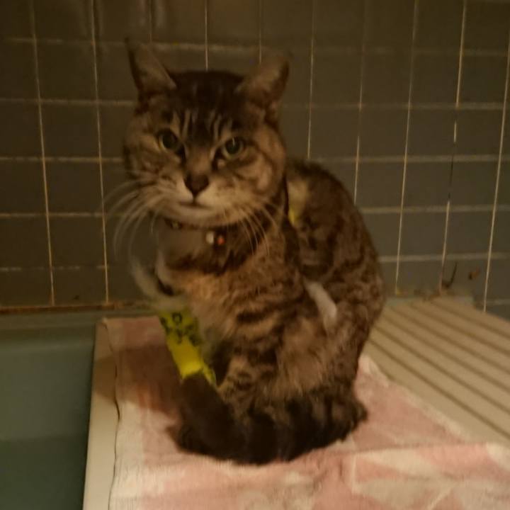 733f3a12 76d0 4c0c 95ab ece816c8cd1d 1586512859045