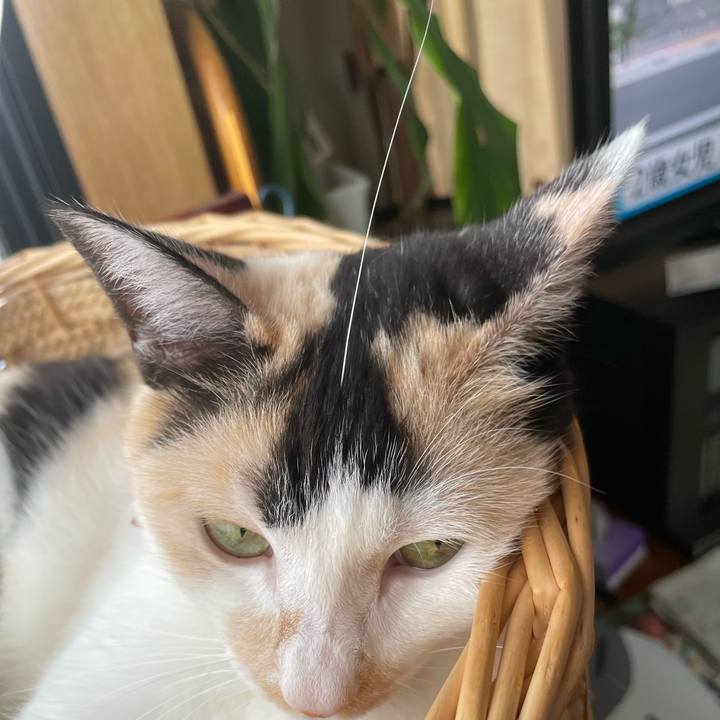 7342c55f 4d59 485c bce2 8ed525064837 1716332160022