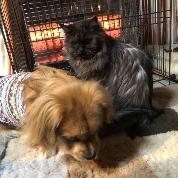 7342fa59 f2c8 4d42 b5ba b0f7e8a100c2 1547070162474