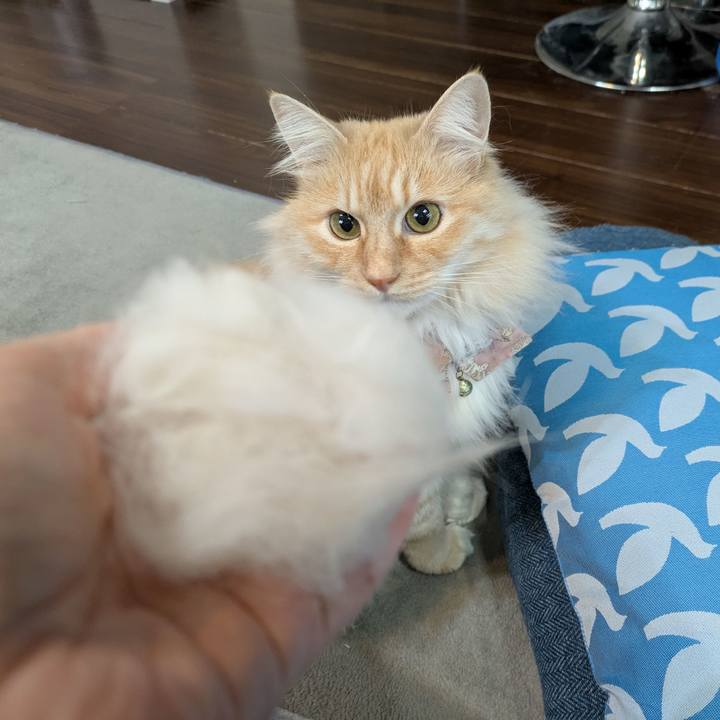 73466366 64cd 4e23 8cef 94196f1405b8 1742102382506