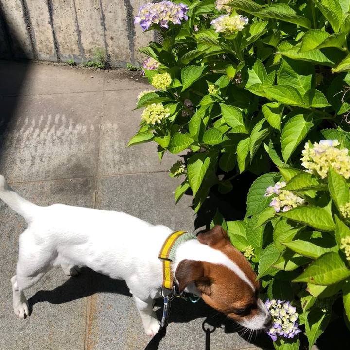 7347241b 11da 4920 81d6 fc67fea473b5 1530494240415