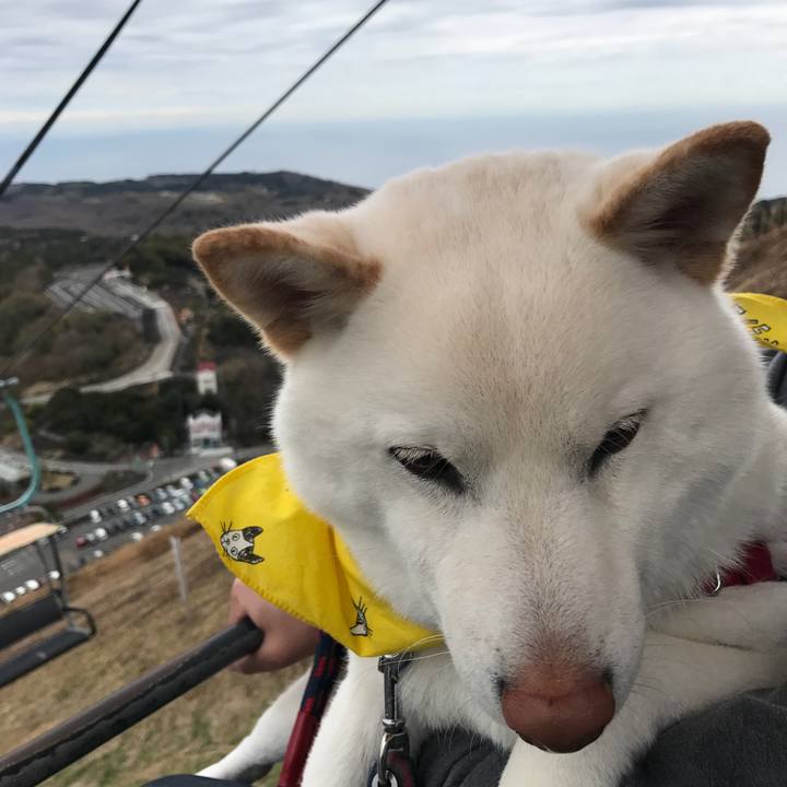 7347a680 c928 4ae4 9c01 b24e07983773 1521772454699