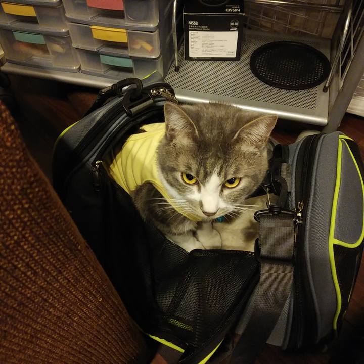 7347fb2c c514 4b39 9b0c 63188d9a91bf 1584798761234