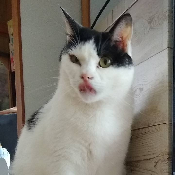 734c68ad 66ca 43cf a163 a8c2d4fcabae 1560035655519