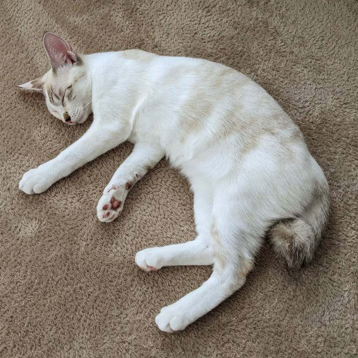 734ca029 0254 425a b52c 164c3b7f6409 1696043954487