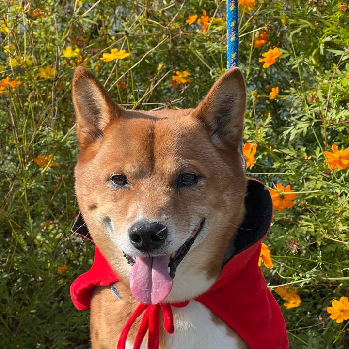 734e54e0 b0e8 4a17 b5e4 9b7d3a6d3143 1667166258897