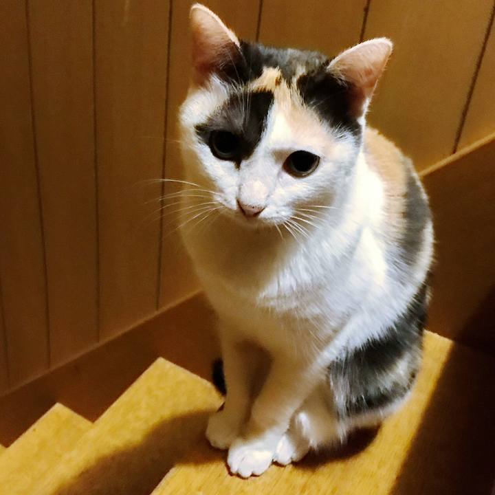 734fc3cf 9cc9 4447 9312 7cf5f96efd9f 1507948711653