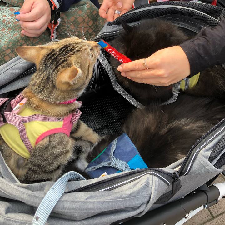 734fdb89 3a83 457f a9f9 84a2eb53cff0 1604202183348