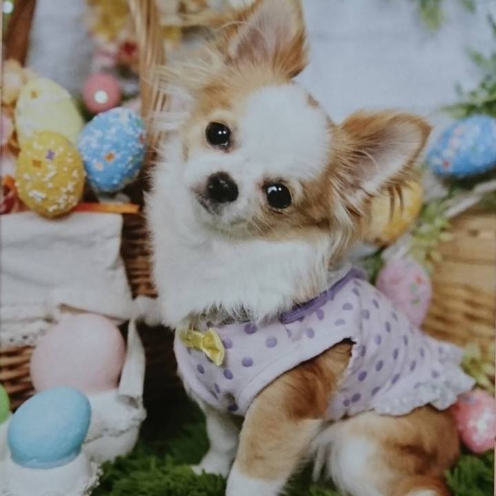 73515f8b e985 4299 bbf2 79df4dadbcdc 1541084460030