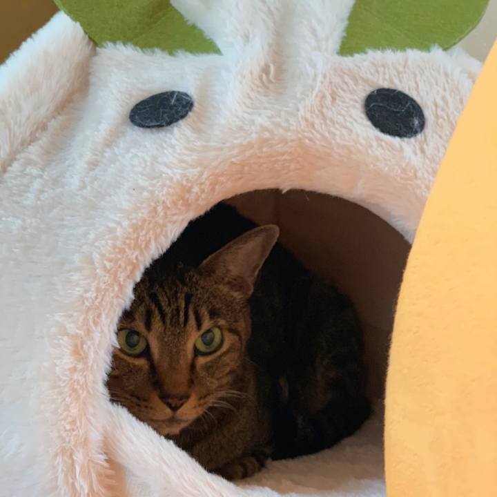 7351d412 ed9c 47c0 aee8 5af6f4a515b5 1540518825684