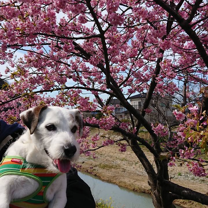 7355b4bb a708 4e44 aa09 19de615a909f 1520065785816