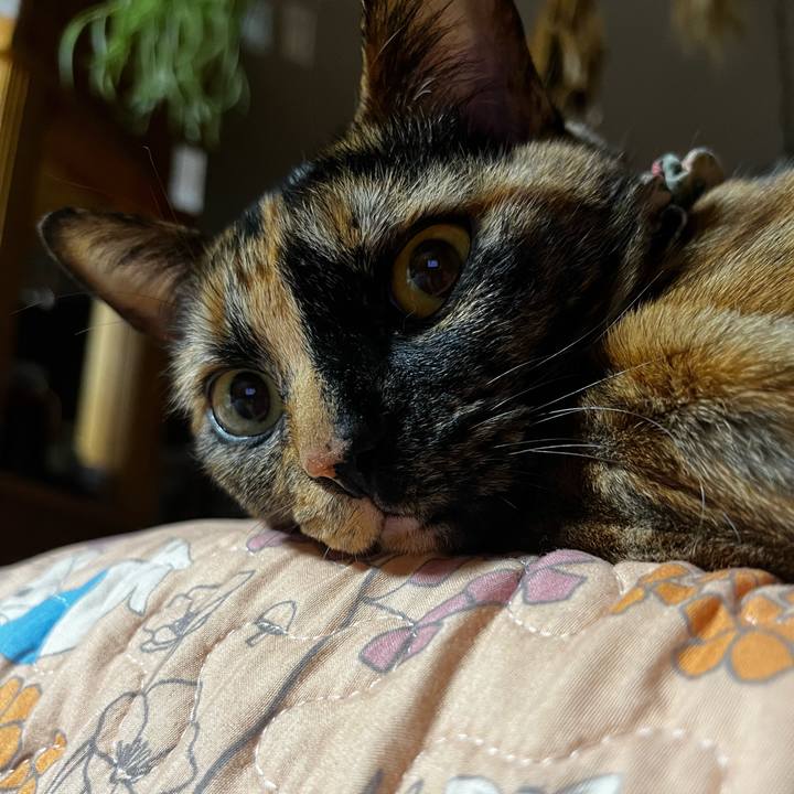 7355cf06 bdc2 4f46 8743 ca0b6f16e393 1716468166123