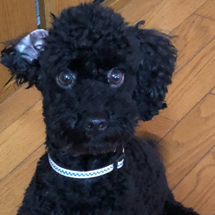 735b258b d378 4a4f 9205 419776fa195b 1529620503346