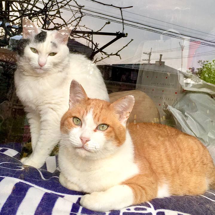 735e857d c95b 4494 b65c c1e97f3d89fc 1587451056509