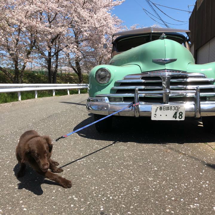 736052c9 1987 4c13 9468 cbf5f04837c8 1555138890783