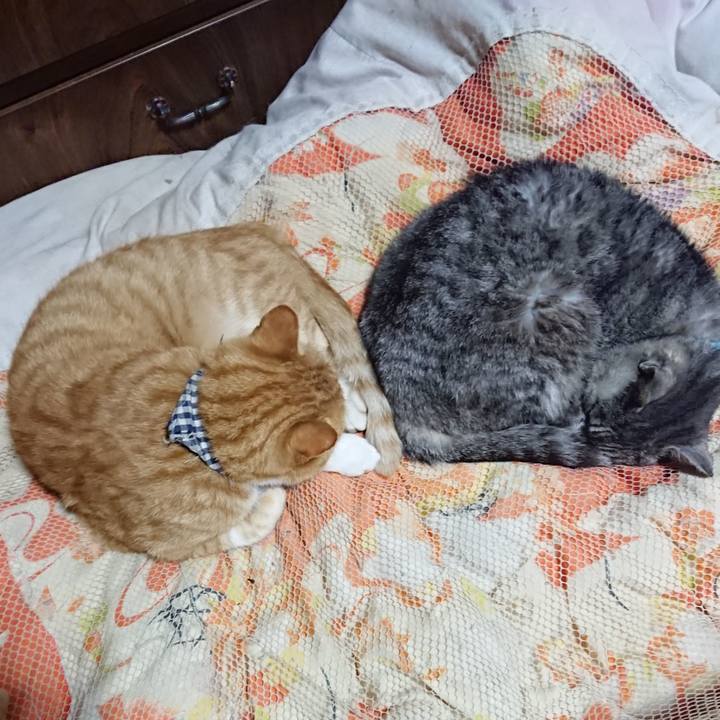 73626464 0391 403b 93ba b2acb0f9d11a 1572612912029