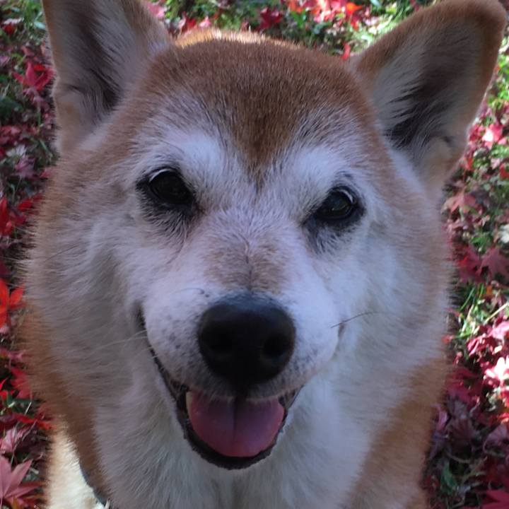 73630ed9 a3da 4f32 a6aa 449963b3a1c7 1511362340648