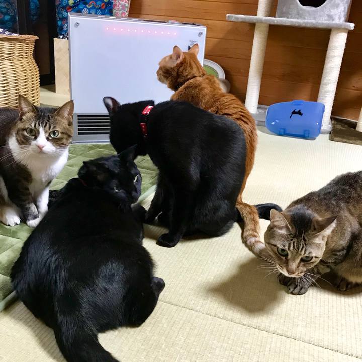 7366e7d1 c738 4a62 ba74 5ad514073755 1518762231952