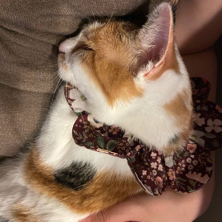 73684014 b85a 4498 9dac 62583c0e418a 1758205616769