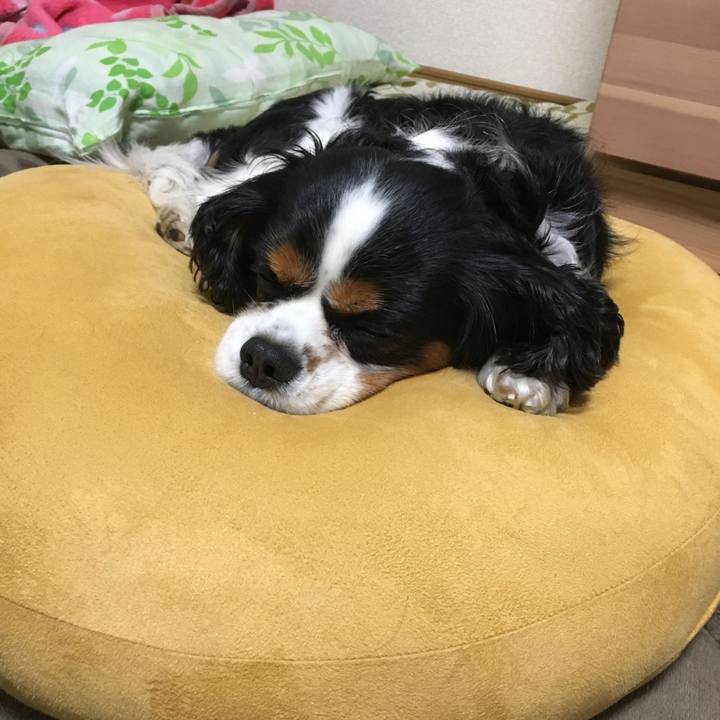 73688e30 0a95 4b91 bd71 9e0f264a4191 1512116312897