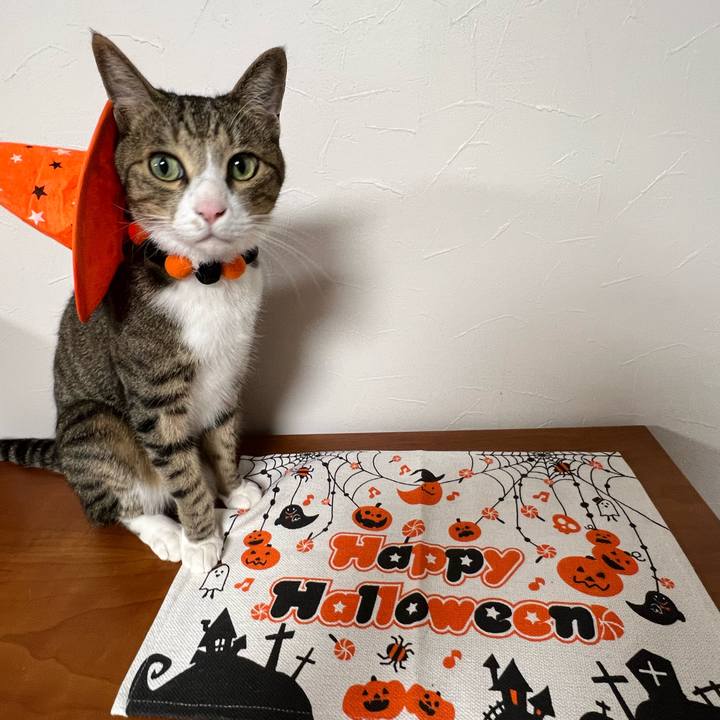 736c3c73 4c0e 446a b04d c21b2c866a61 1761904583198