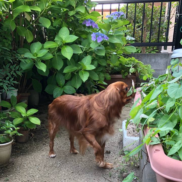 736d7cd4 b8d2 490b b9e5 a12039e092b3 1529446754653