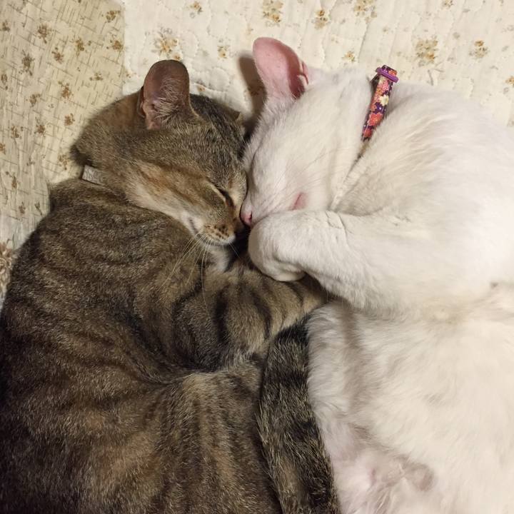 736e005a 1598 4ce6 a8db 1c08aee174c0 1560614604339