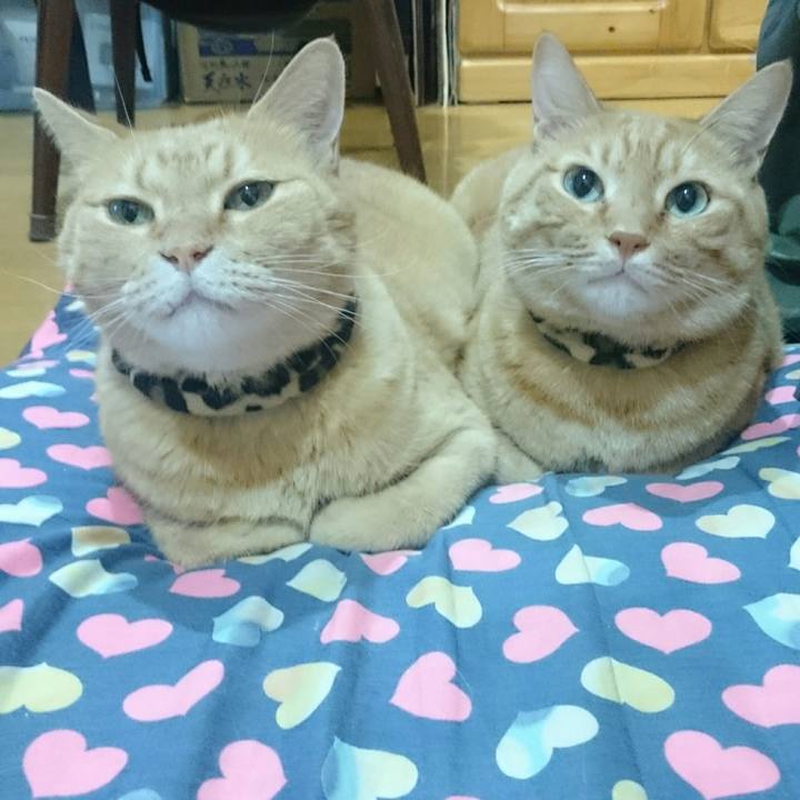 736e6add 8da2 4078 ab41 d3ce1ba1dbb3 1536993659231