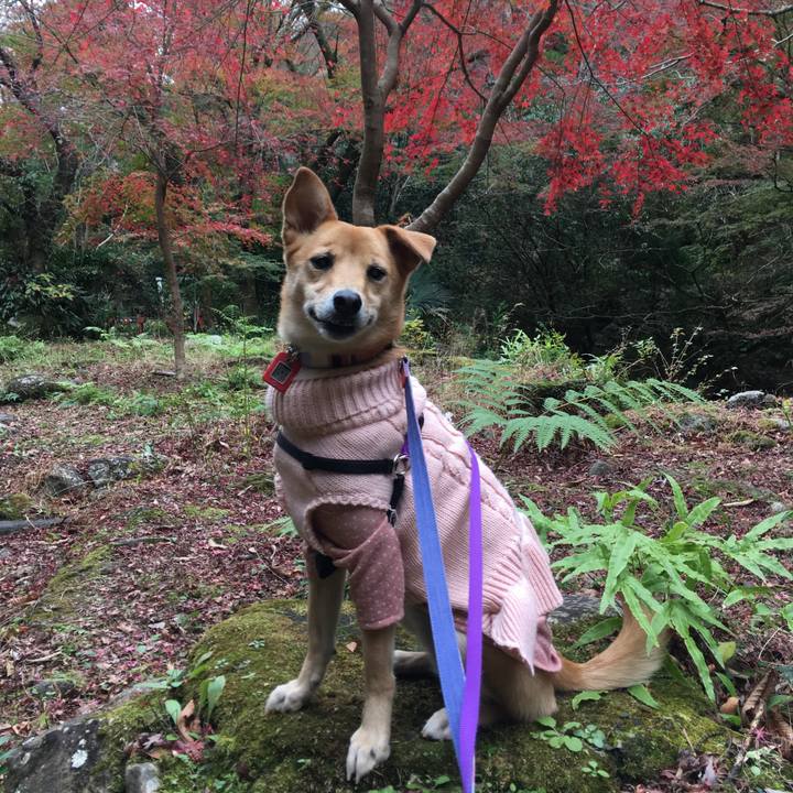 737304e2 5855 48c6 8a04 9c0d7632d257 1544431611794