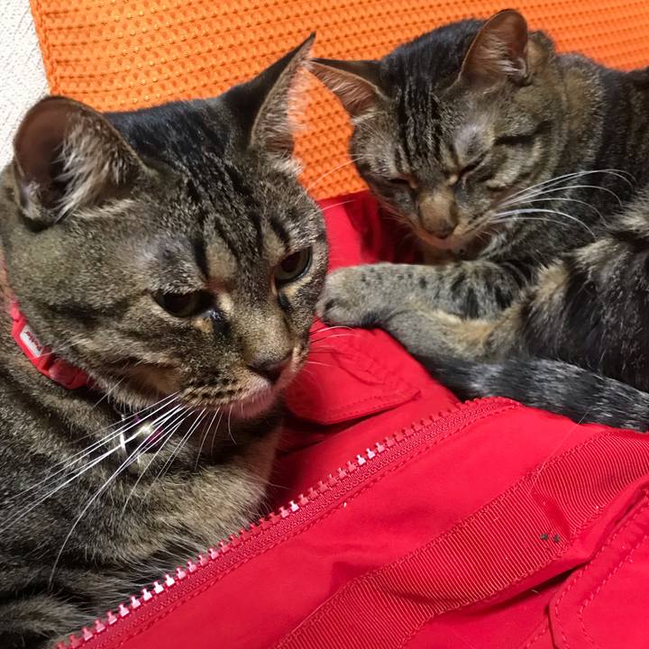 737339c8 f87b 4125 a4f3 2dfd9957f806 1543846780165