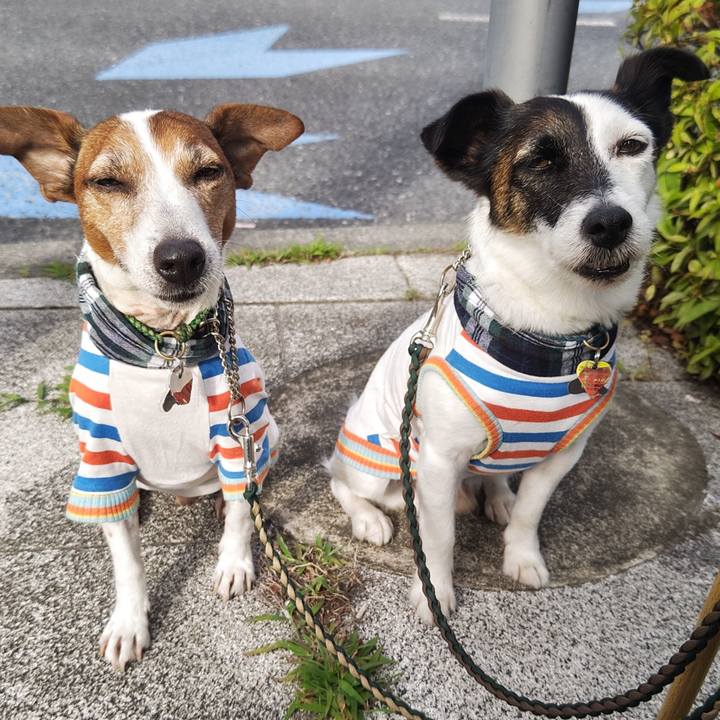 73754e49 aa88 4a8f bd03 ad2443bb1a44 1749257282654